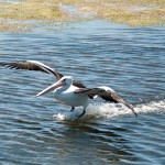 Pelican